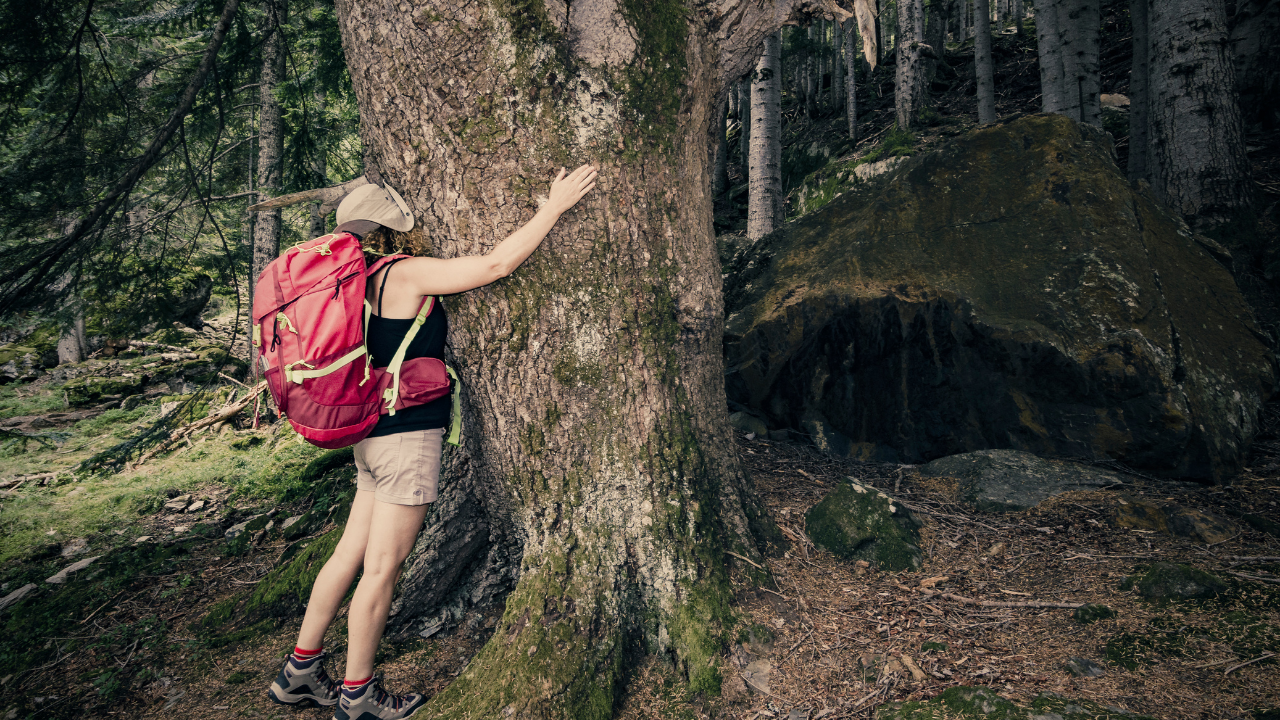 Why Tree Planting Matters for Sustainable Travel