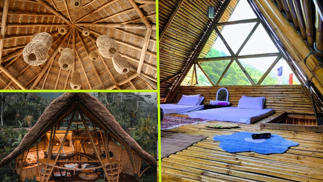 bamboo sustainable