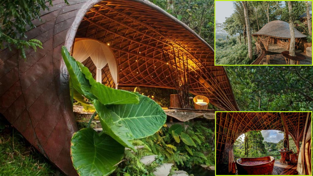 treehouse hotel asea