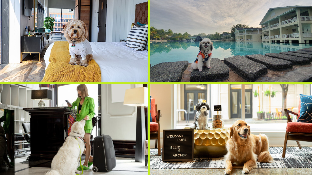 Pet Friendly Sustainable Hotels