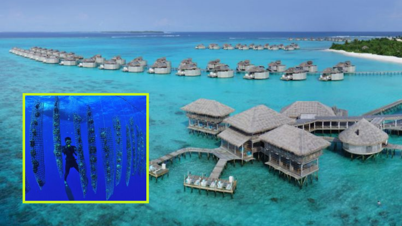 Reef Friendly Resorts