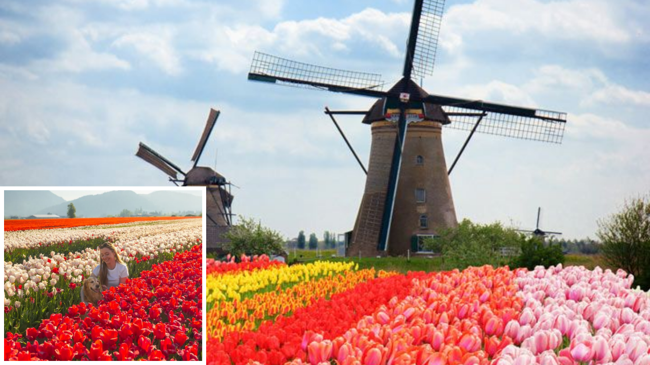 flower fields
