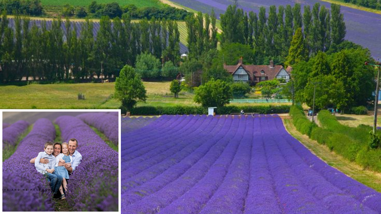 flower fields