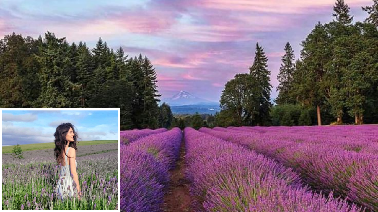flower fields