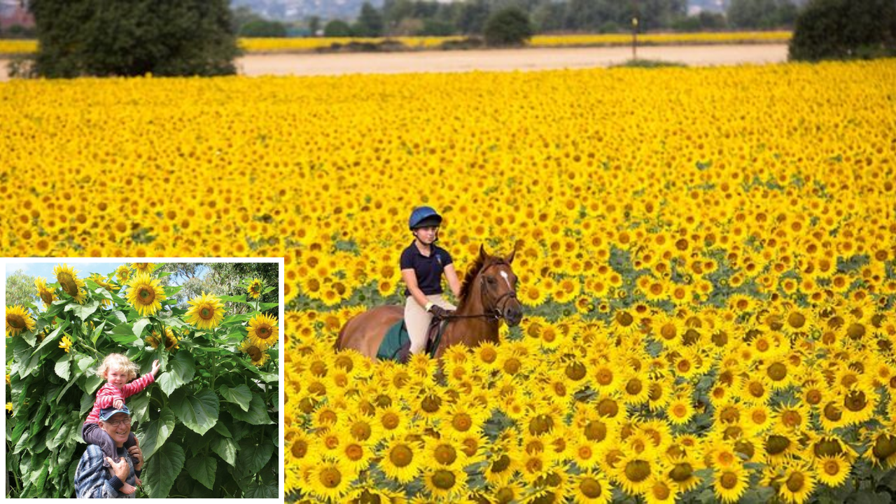 flower fields