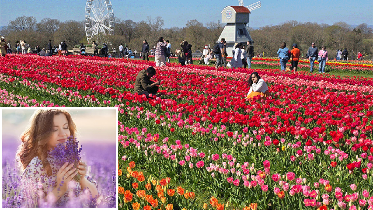flower fields