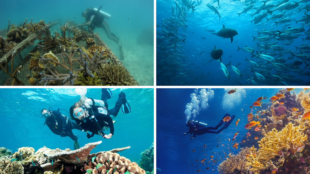 Marine Conservation Travel