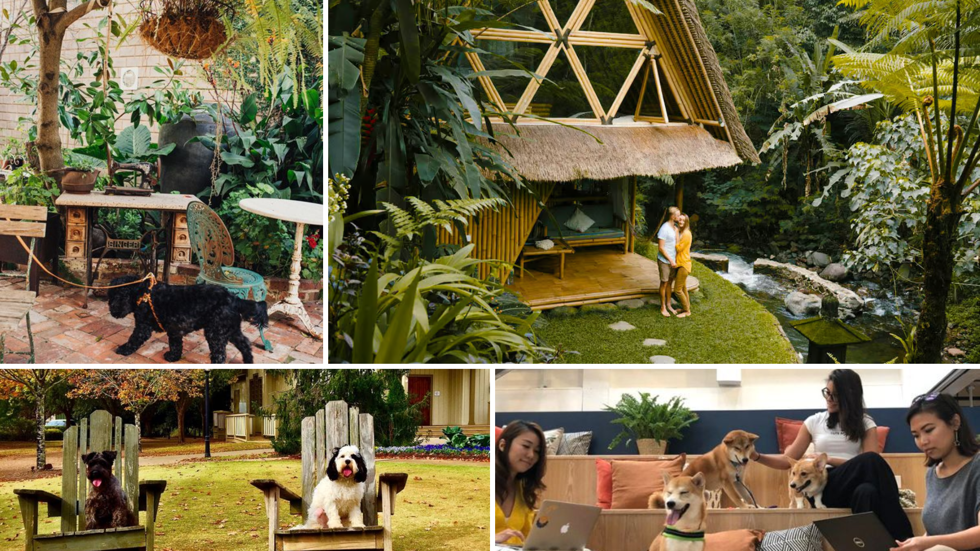 pet friendly sustainable hotels
