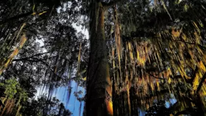 Proyecto Forestal Fundacion Obra Social Redentorista Señor de los Milagros